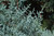 CYPRESS BLUE ICE ARIZONA #7