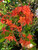 Azalea Native GREAT BALLS FIRE 3 Gallon