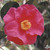 Camellia ROYAL INTRIGUE #3