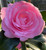 Camellia E.G. WATERHOUSE #1