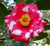 Camellia Gigantea #3
