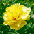 PEONY ITOH ASST  BULB