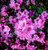 Rhododendron BUBBLEGUM  #2
