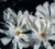 Magnolia ROYAL STAR #2