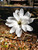 Magnolia ROYAL STAR #2