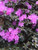 Rhododendron PJM #2