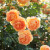 Photo credit David Austin Roses