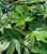 Fatsia japonica #1