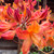 AZALEA NATIVE ORANGE CRUSH #3