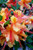 Single, golden-orange, trumpet-shaped azalea flowers