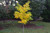 Ginkgo 'PRESIDENTIAL GOLD'  #15