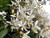 Clematis armandii  Evergreen #1