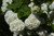 Viburnum Eastern Snowball 1 Gallon