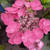 Hydrangea  Pink Dynamo™ Mountain #3