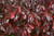 Blackgum Tree  #10
