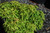 Japanese maple  LIMA GOLD #1