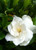 Gardenia 'August Beauty' #1