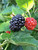 BLACKBERRY OUACHITA #1
