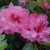 Azalea  Ever After™ Pink #3