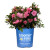 Azalea  Ever After™ Pink #3