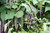 CATALPA tree #5