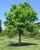 CATALPA tree #5