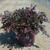 Loropetalum Crimson Fire™ #3