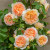 Rose David Austin BATHSHEBA®  #3