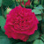 Rose David Austin TESS D'UBERVILLES #3