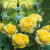 Rose David Austin THE POETS WIFE #3