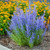 RUSSIAN SAGE #1