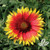GAILLARDIA 'Goblin' quart