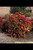 Nandina FIREPOWER #1