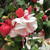 FUSCHIA HANGING BASKET