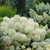 Hydrangea  Puffer Fish® #3