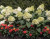 Hydrangea  Sweet Starlight™ #3