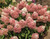 Hydrangea  Sweet Starlight™ #3