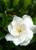 Gardenia 'August Beauty' #7
