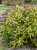 Butterfly Bush 'GOLD DROP'  #1