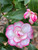 Camellia Leslie Ann #1
