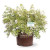 Abelia Miss Lemon™ #3