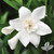 Gardenia 'Frost Proof' #1