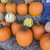 PUMPKIN MEDIUM