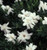 Gardenia Radicans (Dwarf)  #3