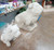BULLDOG SITTING SMALL UNPAINTED