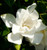 Gardenia 'Jubilation' #3