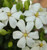 Gardenia 'Heaven Scent' #2