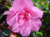 AZALEA ROSEBUD #1
