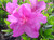 AZALEA KARENS #3