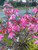 AZALEA NATIVE PINK ALABAMA #3